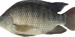 tilapia