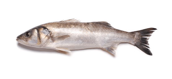 robalo