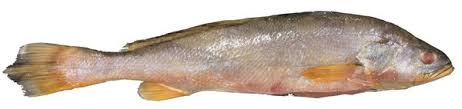pescada amarela