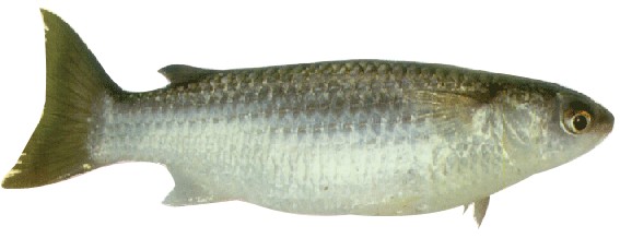 tainha